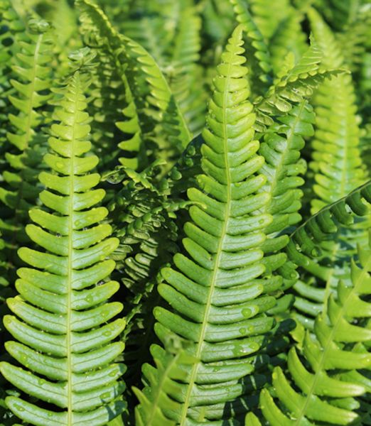 Blechnum spicant